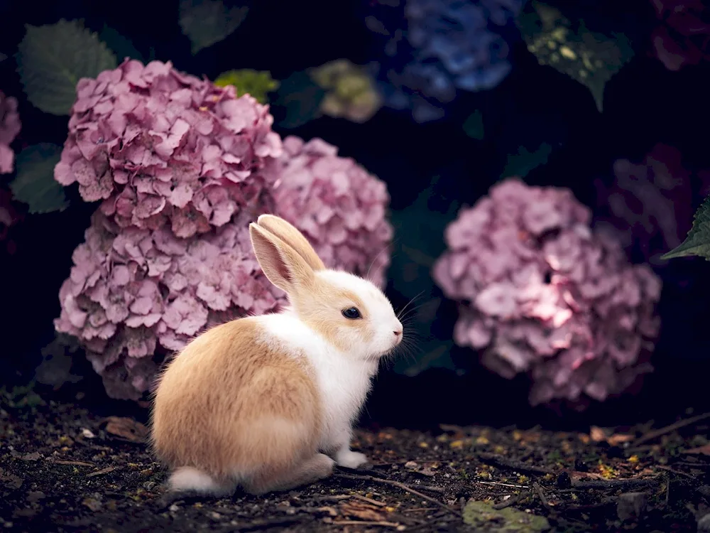 Cute rabbit