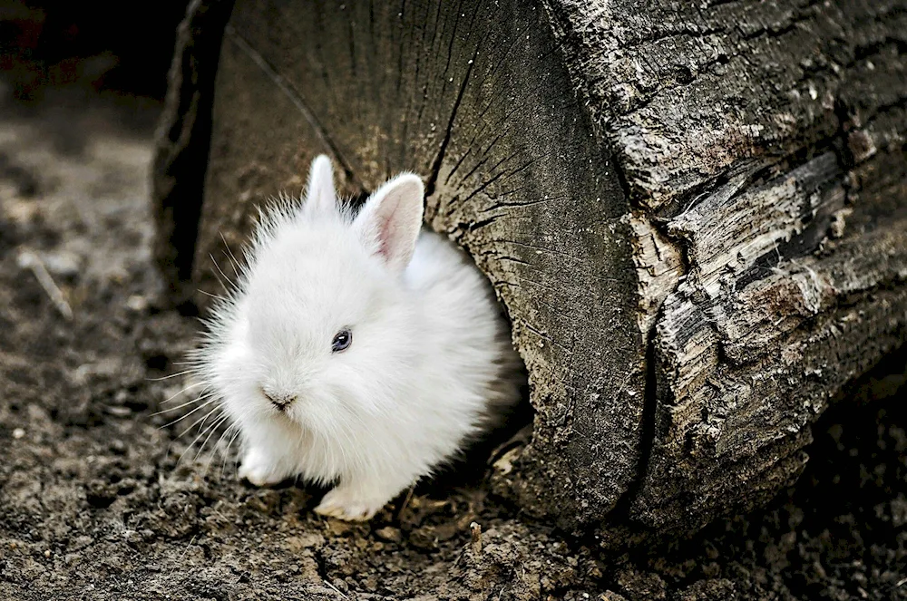 Cute bunnies