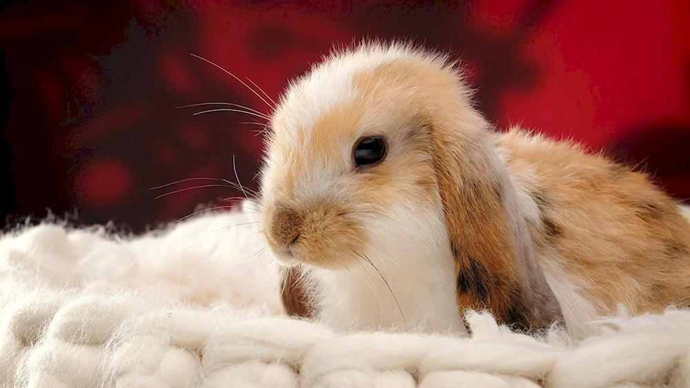 English lop-eared rabbit