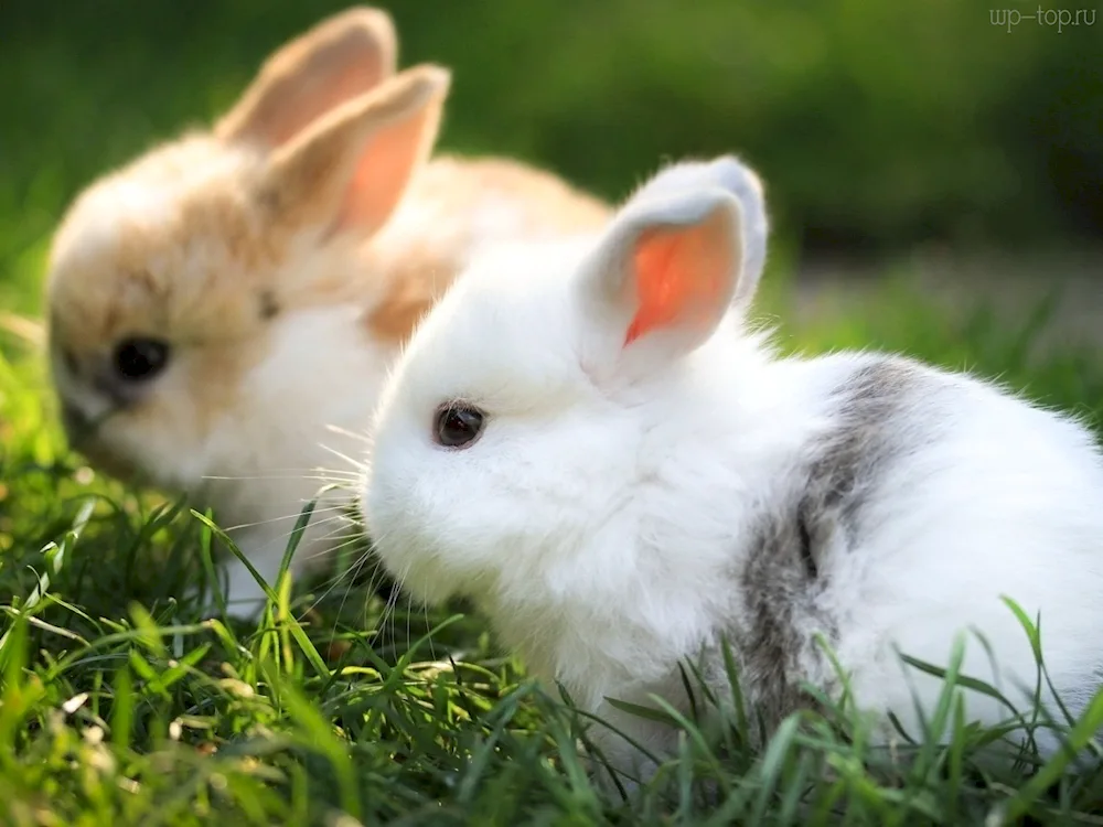 Lop-eared rex rabbit