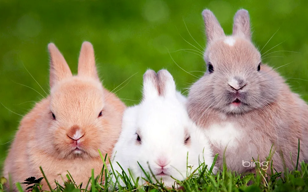 Cute bunnies