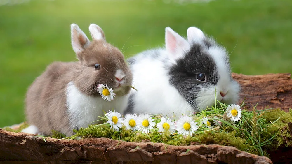 Cute rabbit