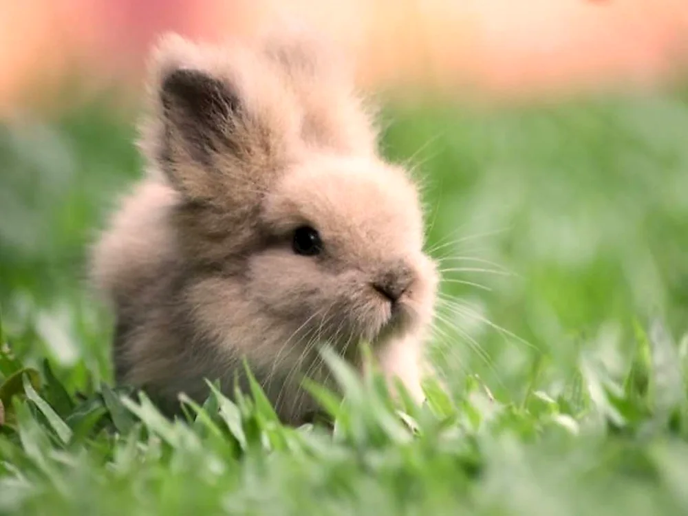 Bunny rabbit in nature