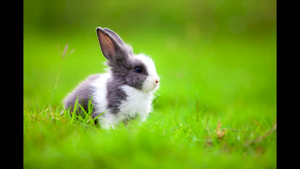 Beautiful rabbit