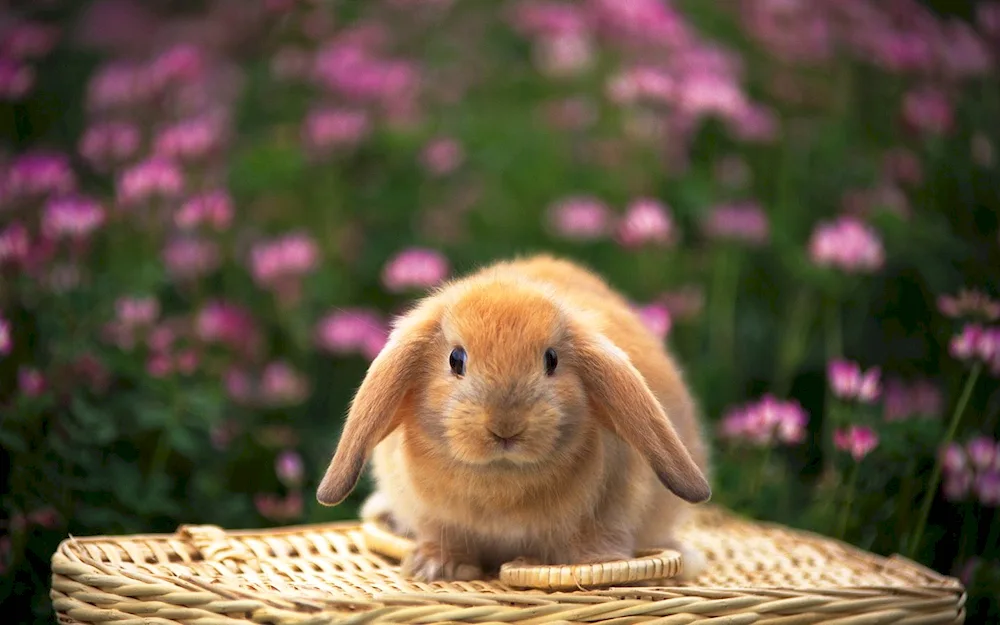 Beautiful rabbit