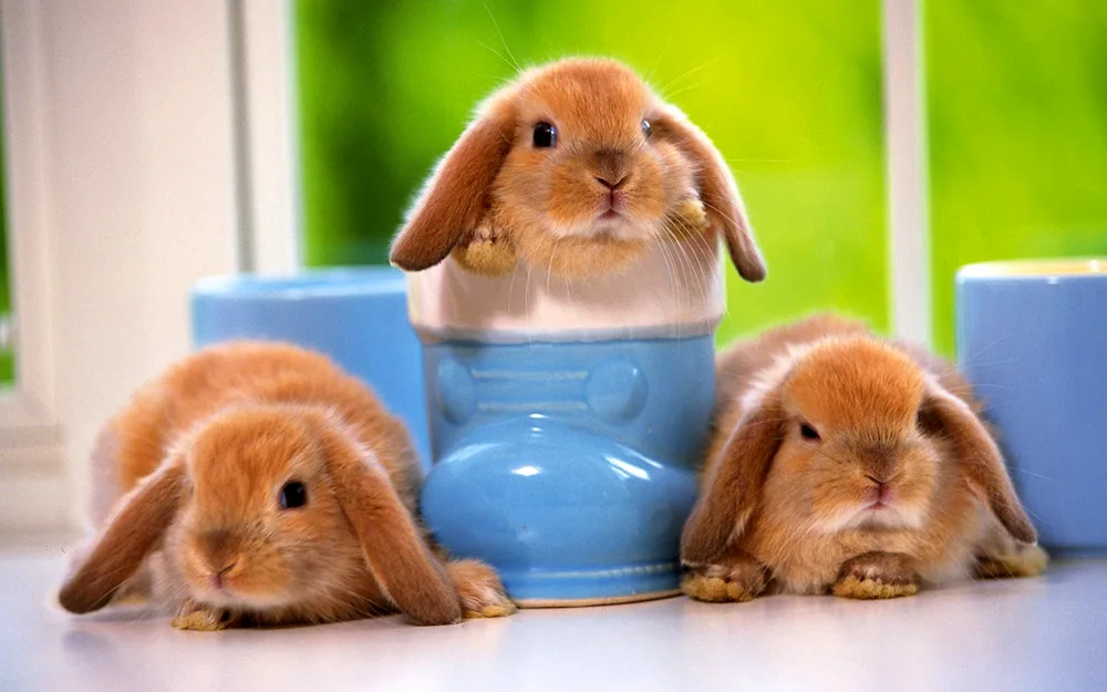 Cute bunnies