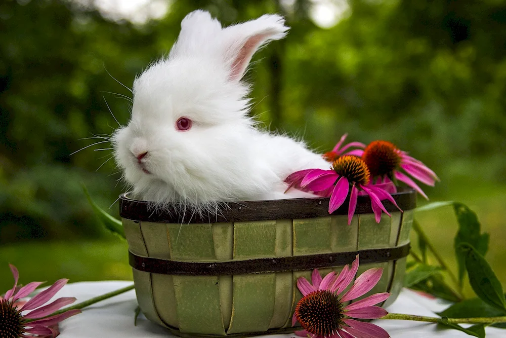 Beautiful rabbit