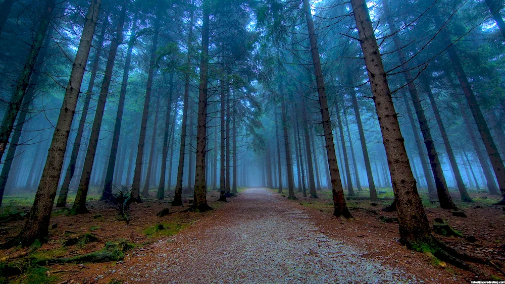 Foggy forest