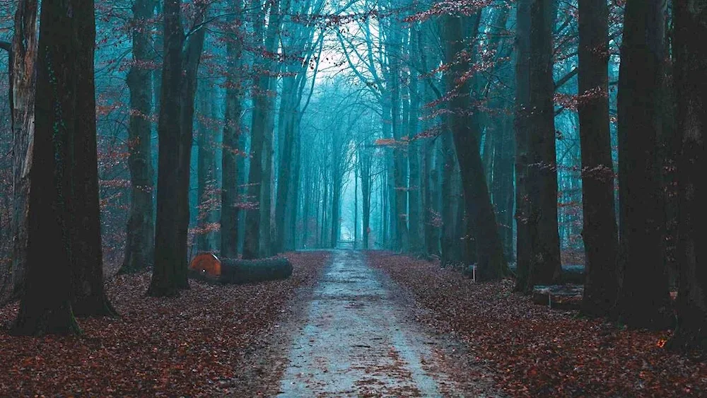 Beautiful forest