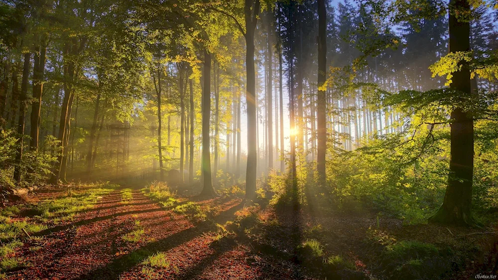 Belovezhskaya Pushcha forest