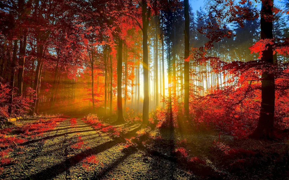 Autumn tree
