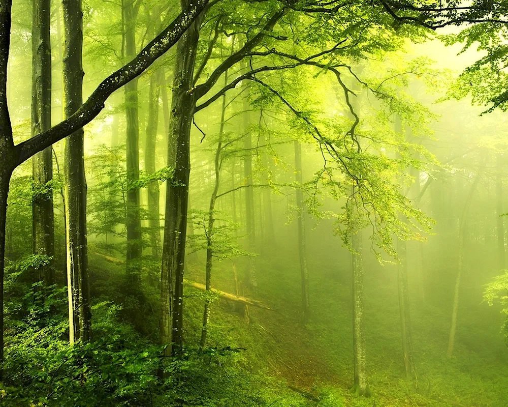 Beautiful forest