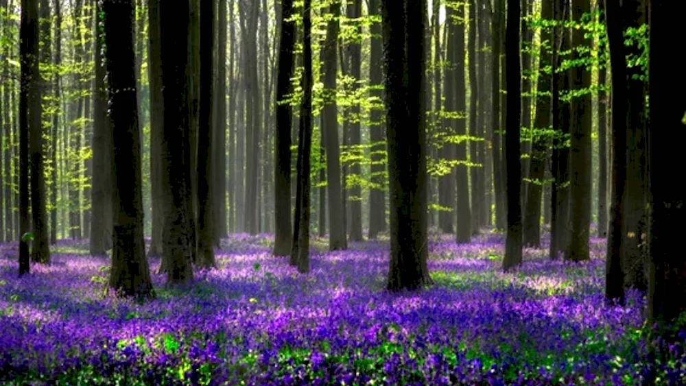 Beautiful woods