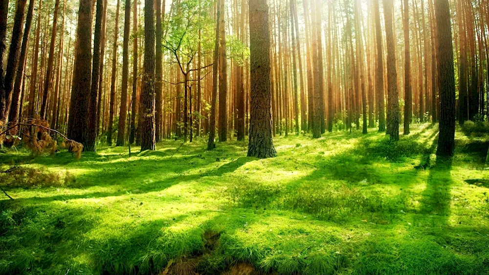 The beautiful forest