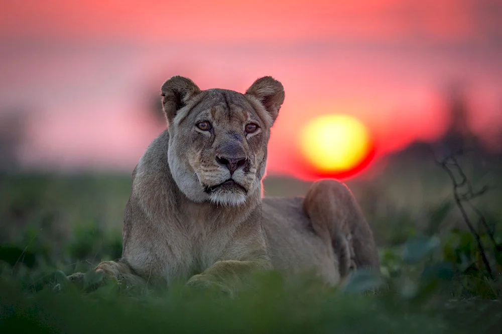 Puma and lioness