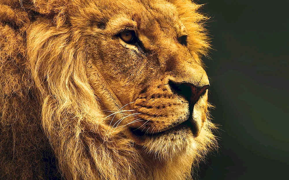 Beautiful lion