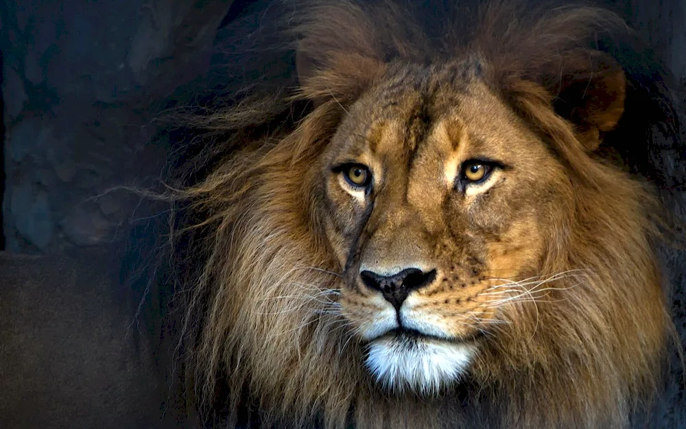 Beautiful lion