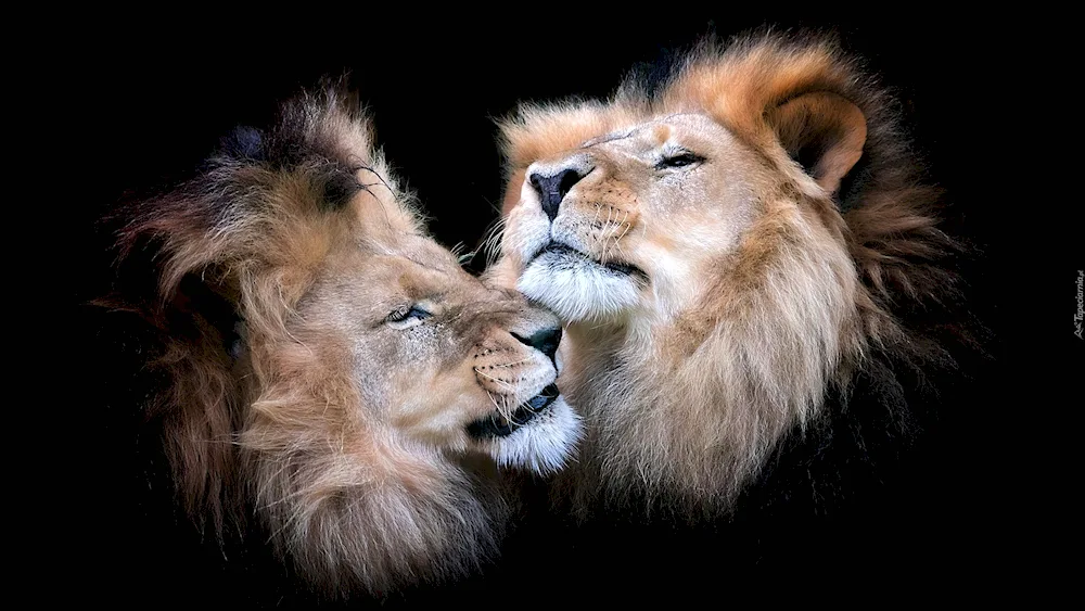 Lion and lioness