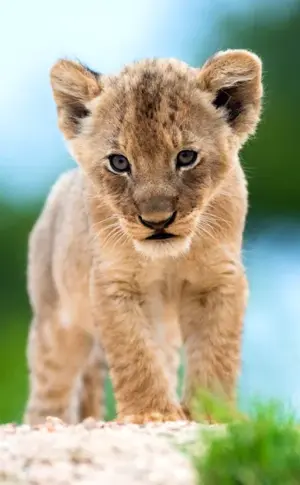 Beautiful Lion cub