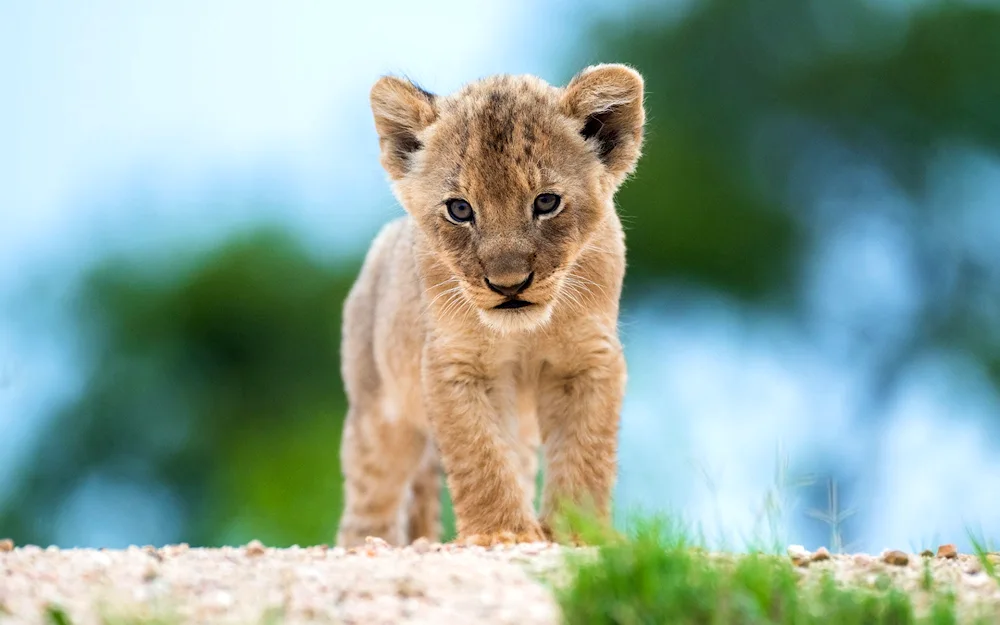 Beautiful Lion cub