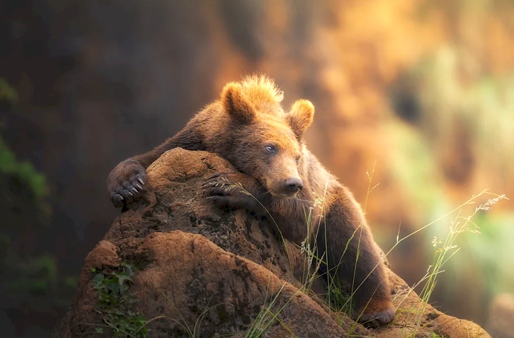 Beautiful Bear