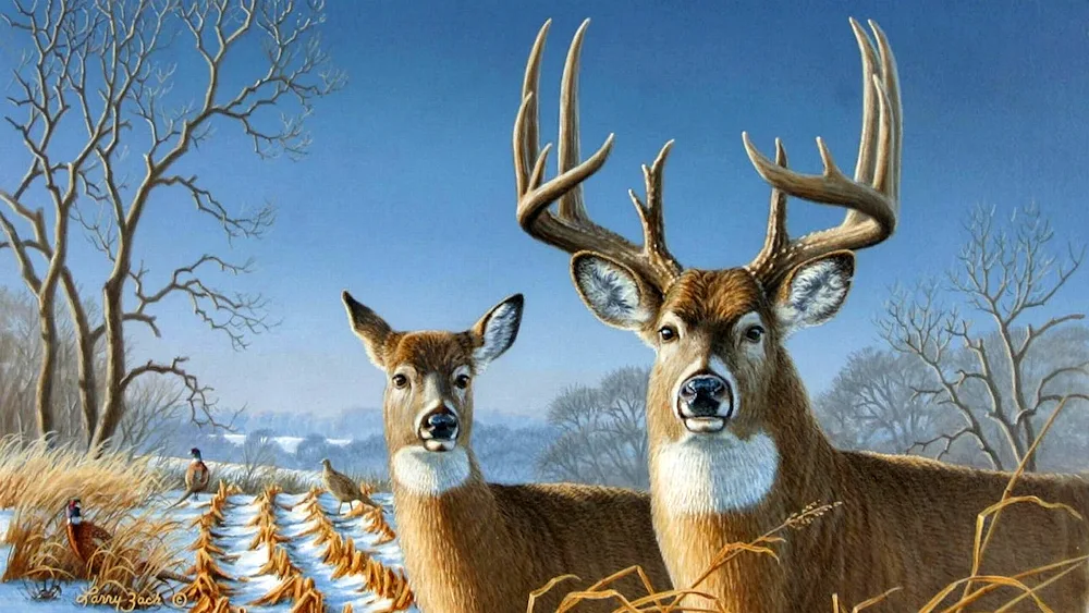 Beautiful deer