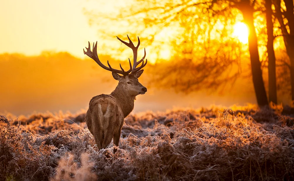 Forest with animals