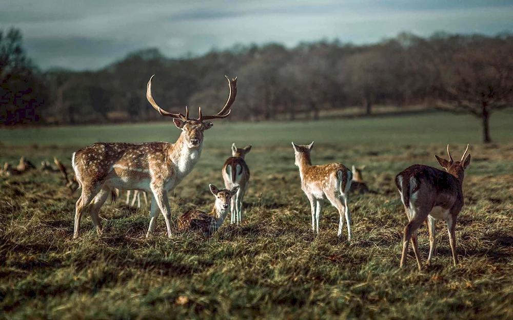 Beauty Deer