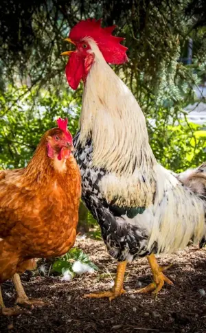 Beautiful rooster