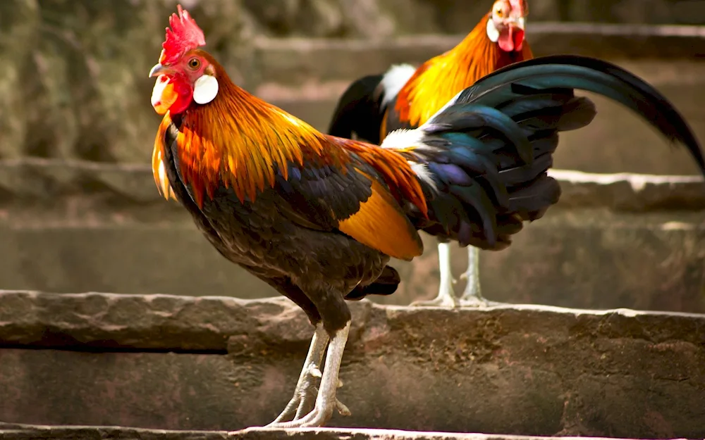 Hysex Brown cock