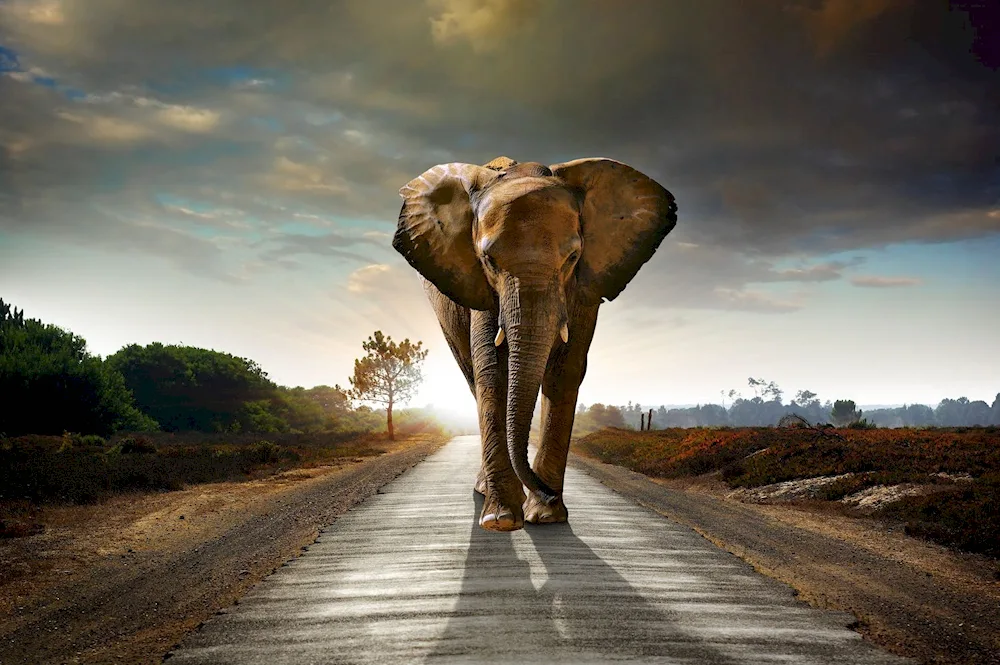 African animals at sunset