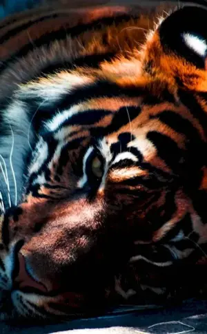 Beautiful tiger