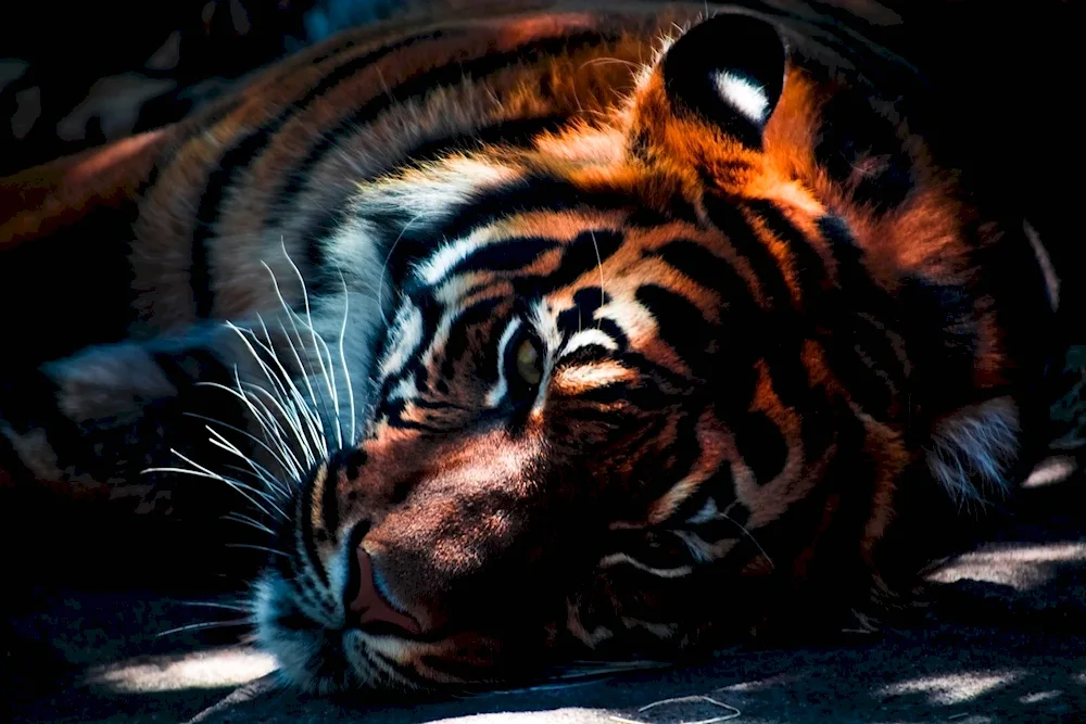 Beautiful tiger