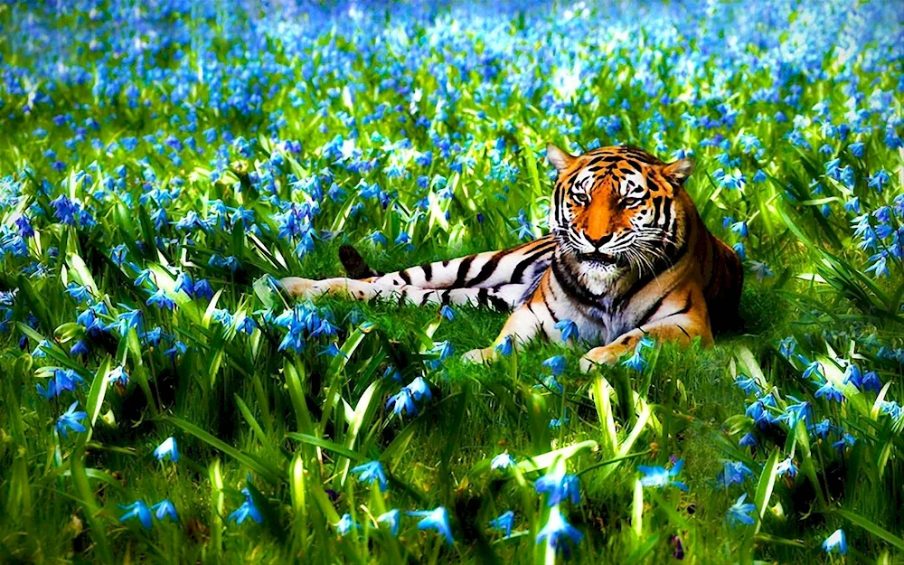 Tiger