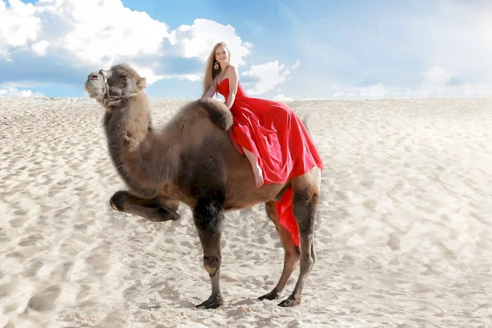 Camel