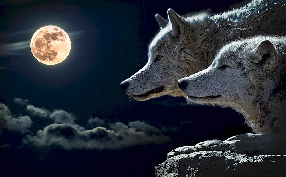 Beautiful wolf