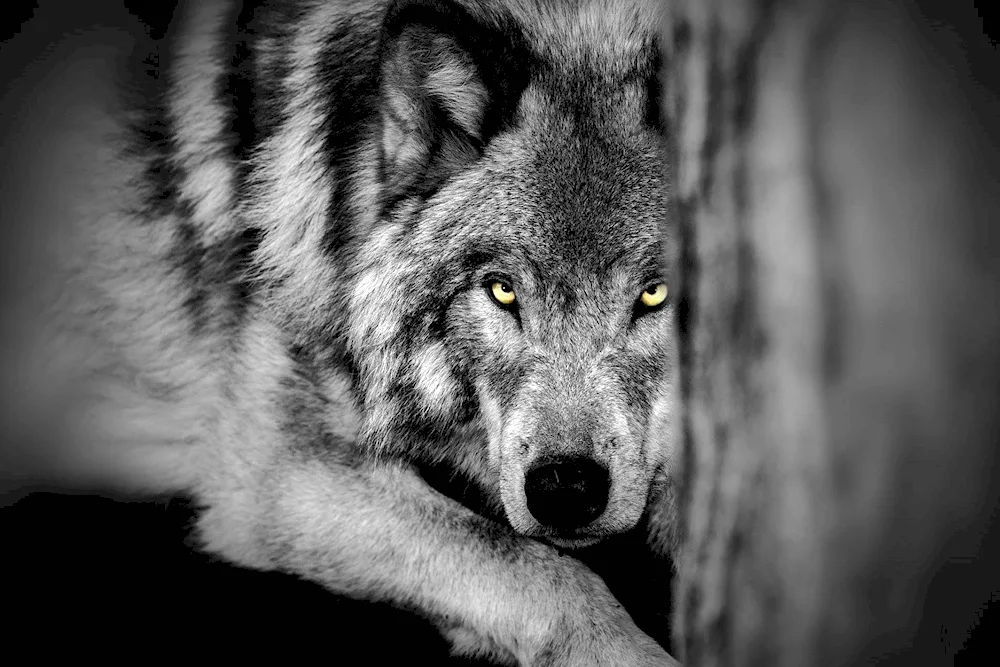 Dark Wolf