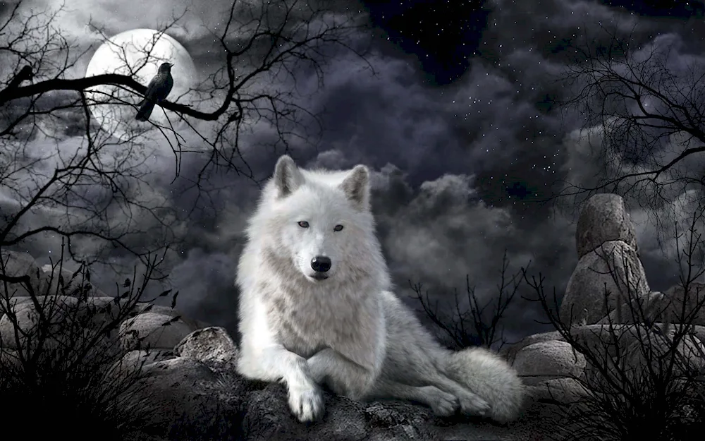 Beautiful wolf