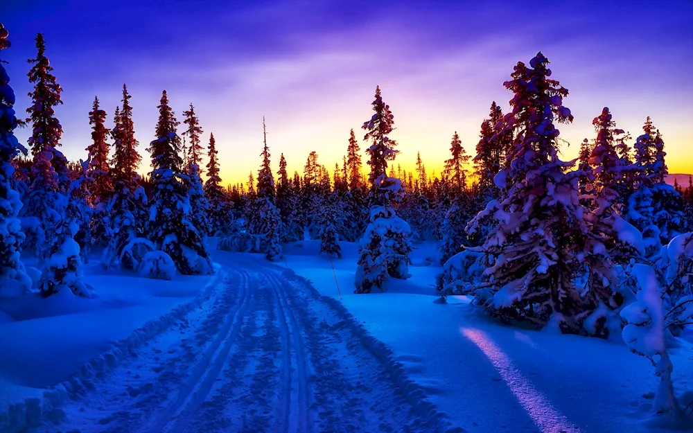 Beautiful winter forest