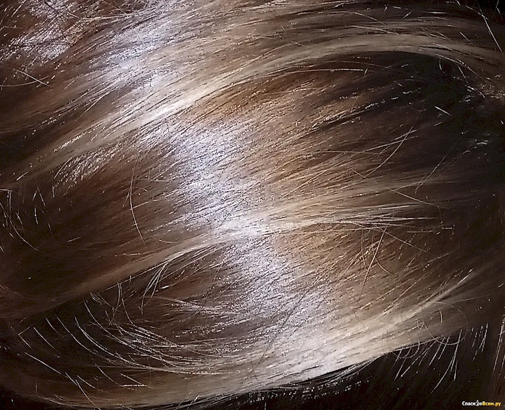 Phara hair dye ashy 521