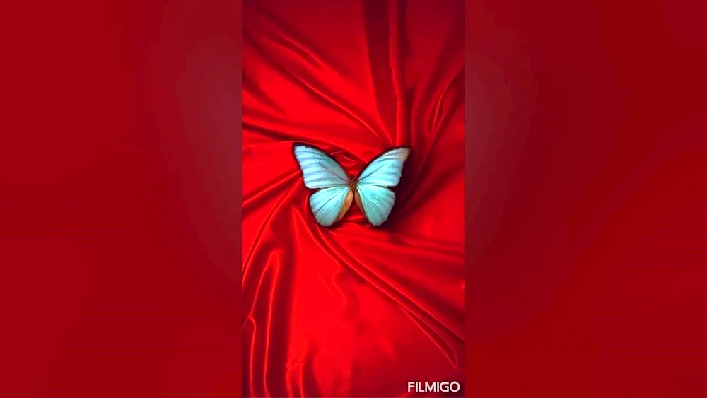 Red butterfly