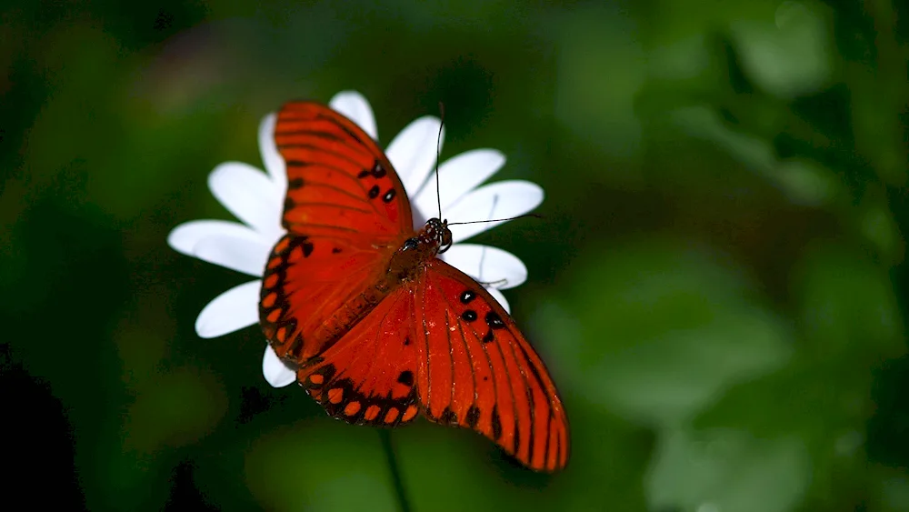 Red black butterfly