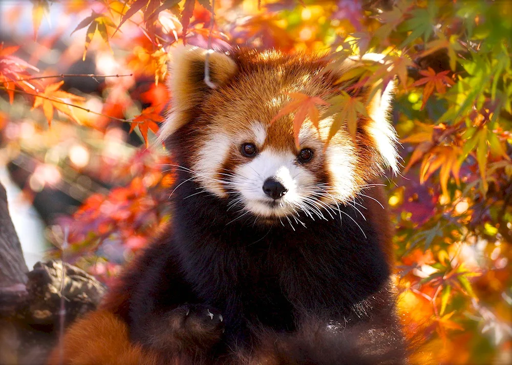 Red Raccoon Panda