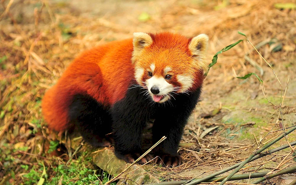 Red Panda Small Panda