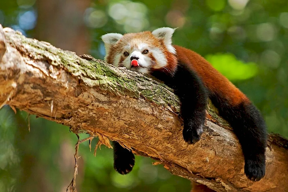 Red Panda