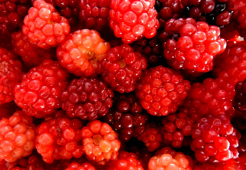 Red raspberries. blackberries
