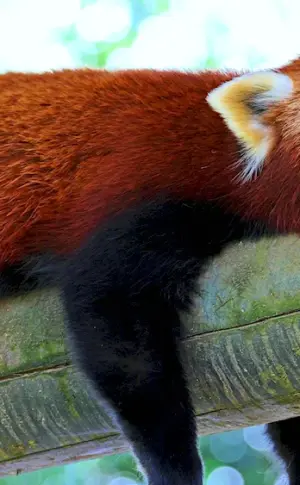 Red Chinese Panda