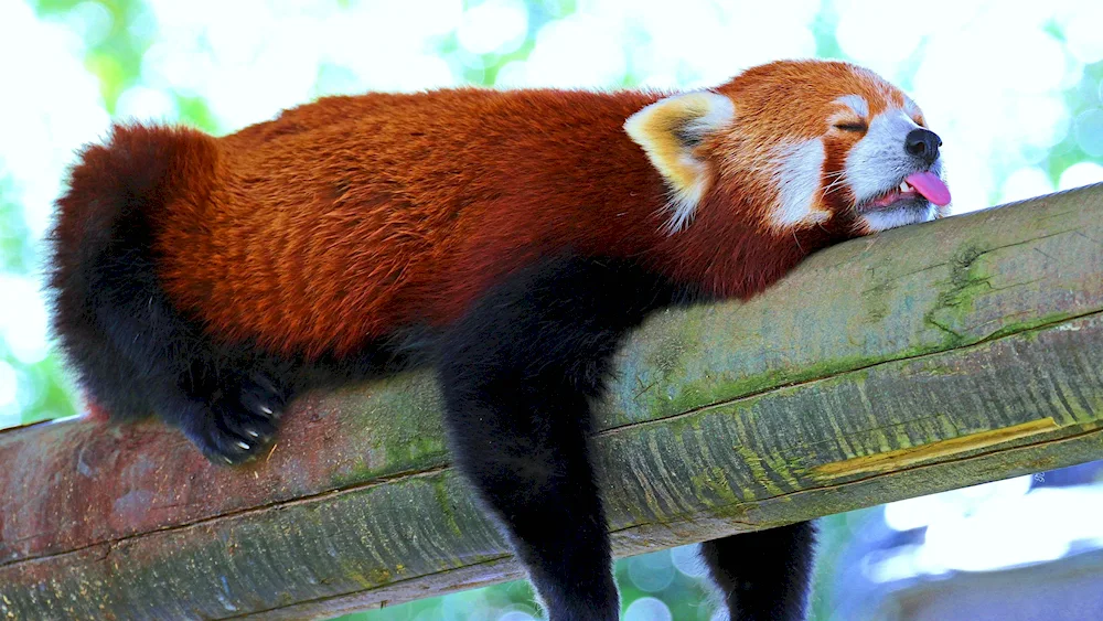 Red Chinese Panda