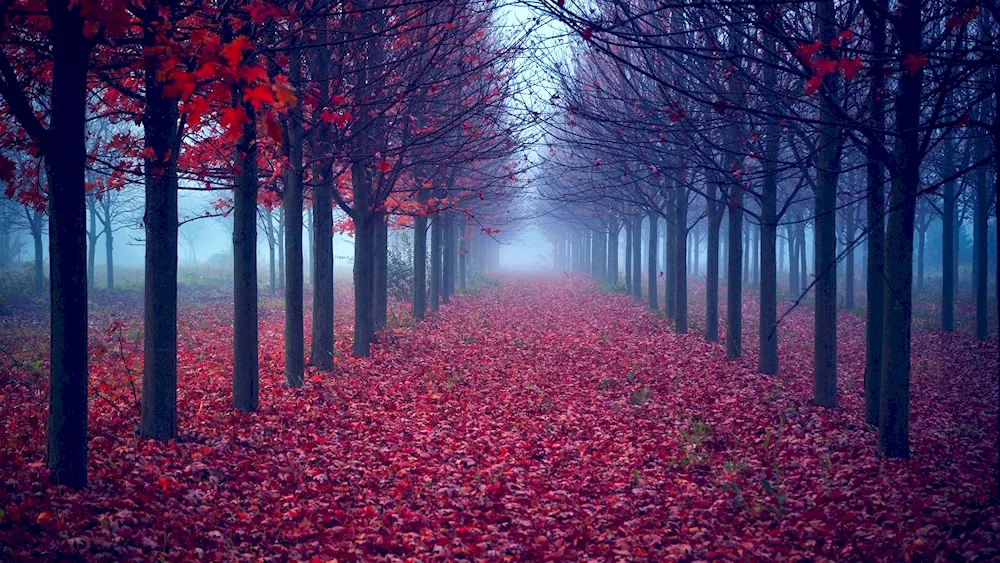 Red autumn