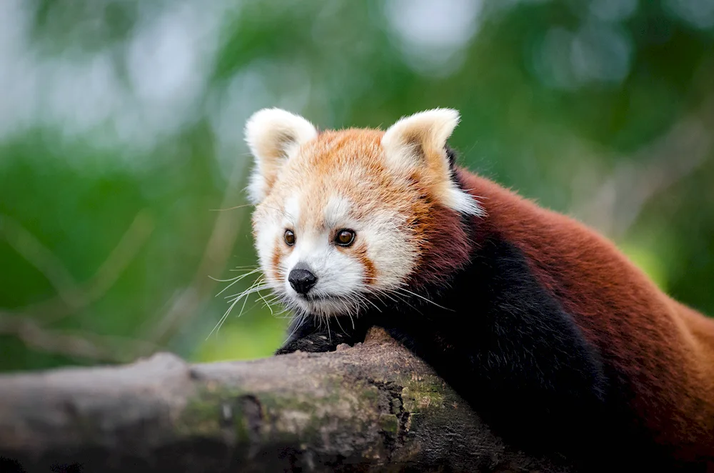 Red Panda